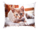 Fotopolštář s motivem koťátka, který poslouží skvěle jako doplňkový polštářek, nebo jako dekorace.